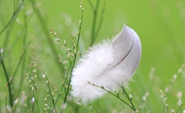 Eine weiße Feder in taubedeckten Grashalmen