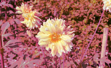 Fotoausstellung „Neues Licht in alten Räumen" – Gelb-weiße Blüte vor rötlichem Blattwerk.